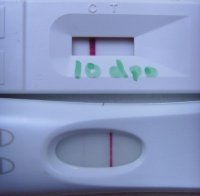 ProCare and FRER 10 dpo.jpg