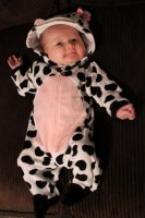 little moo moo.jpg