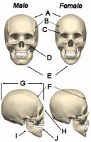 skull1.jpg