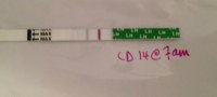 CD14.jpg