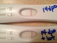 14dpo.jpg
