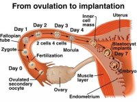 implantation.jpg