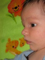 KittiesApartmentPregnancyHayden427.jpg