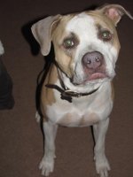 doggies 054.jpg