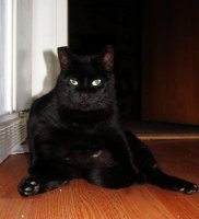 black kitty 003.jpg