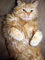 kittyy 102.jpg