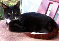 kitties 004.jpg