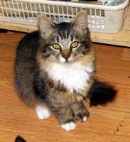 kitties 009.jpg