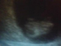 9w1d scan of Bubbi.jpg