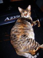 big ole belly 001.jpg