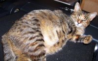 big ole belly 002.jpg
