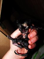 babies 003.jpg
