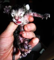 babies 002.jpg