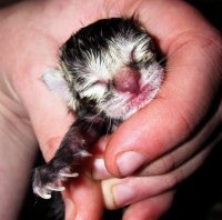 babies 004.jpg
