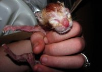 babies 007.jpg