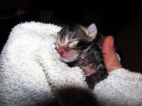babies 008.jpg