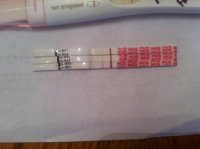 12dpo ics.jpg