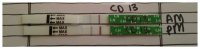 CD13.jpg