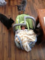 18 days just got home from hospital cats checking out.jpg