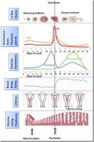 WhathappensmenstrualcyclehormoneovarybasalbodyUterus_thumb2.jpg
