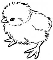 chook - Copy.jpg