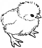 chook.jpg