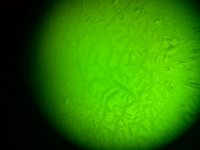 cd14...jpg