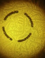 IMG_20131007_230931_170-1.jpg