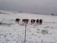 snow3.jpg