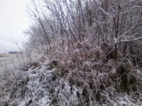 snow2.jpg