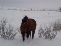 penny snow 2013.jpg