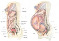 pregnancyorgansjpg.jpg