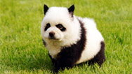 puppy-panda1.jpg