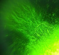 2014-3-28 FullFern close up.jpg
