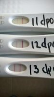 13 dpo frer.jpg