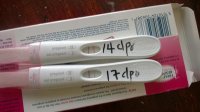 17 dpo.jpg