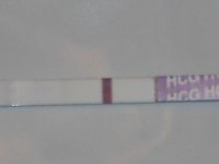 14dpo.jpg