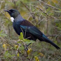 Tui+2+small.jpg