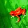 Redfroggy