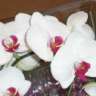 WhiteOrchid