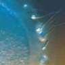 VFertile