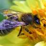 Bumblebee23