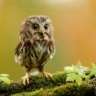 owl35