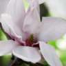 magnolia09