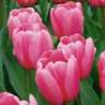 Tulips123