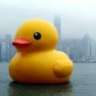 yellowduck