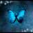 Blu_Butterfly